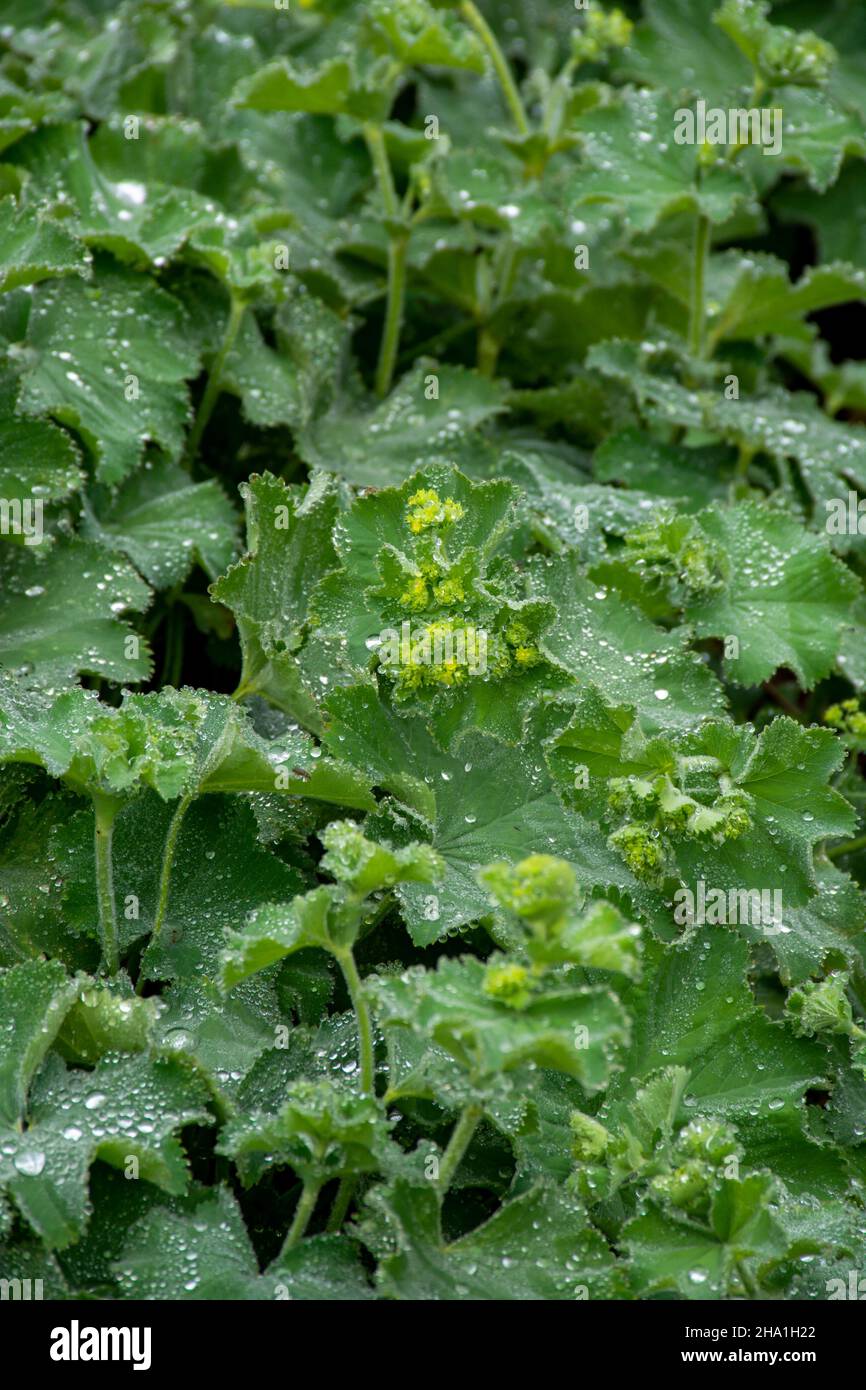 Botanical collection, Alchemilla vulgaris or lady's mantle, herbaceous perennial plant member of the rose family, are grown in gardens for their leave Stock Photo