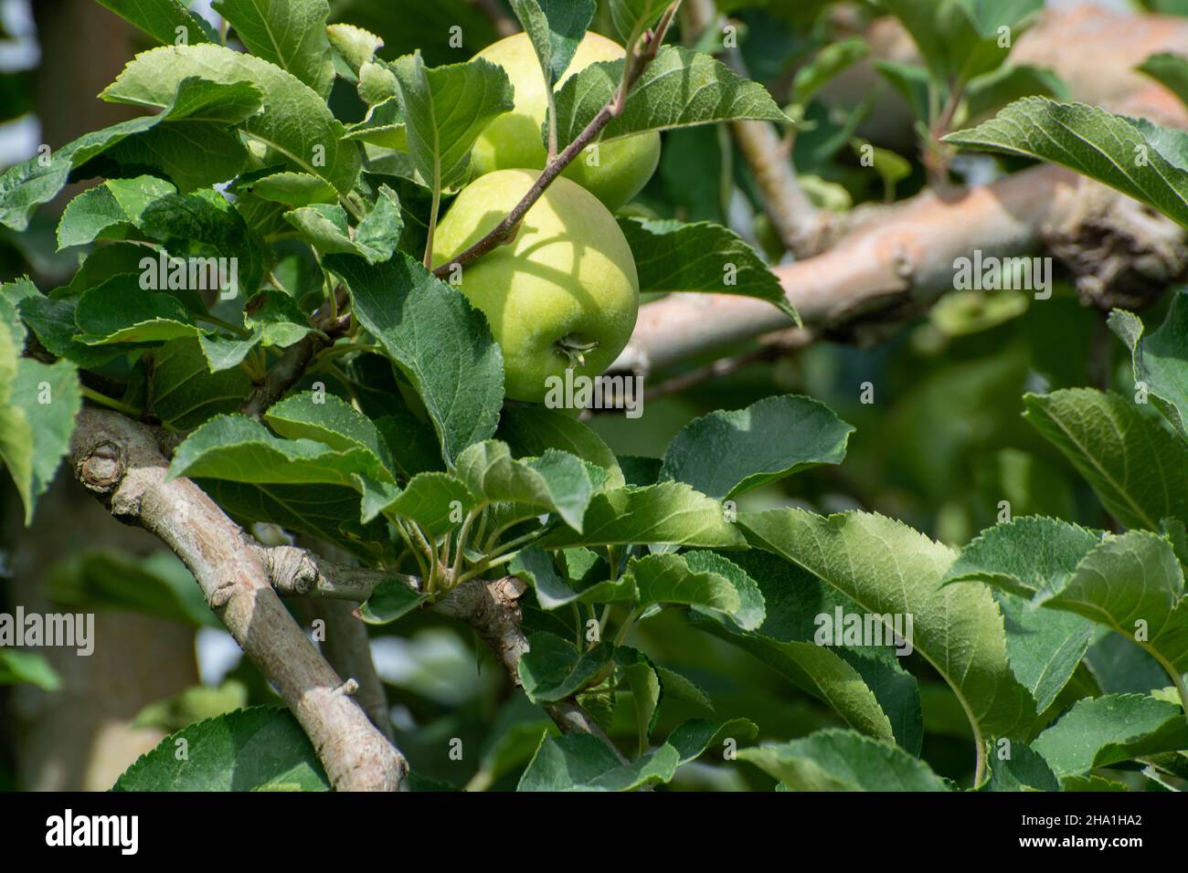 Young green apples growing on apple trees on fruit orchards in Provence
