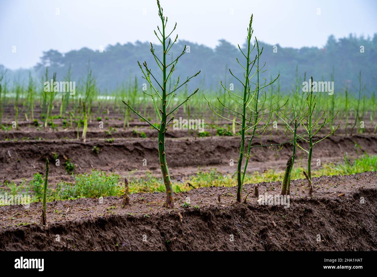 Growing cycle of white asparagus plants in summer, green plants Stock