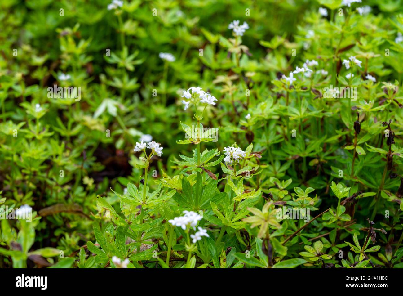 Botanical collection, asperula odorata or bedstraw flowering plant in summer Stock Photo