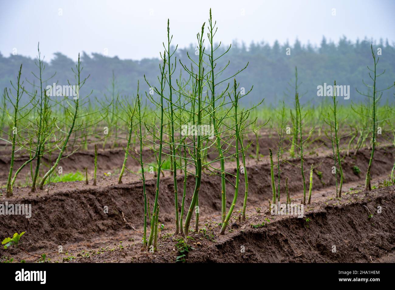 Growing cycle of white asparagus plants in summer, green plants Stock