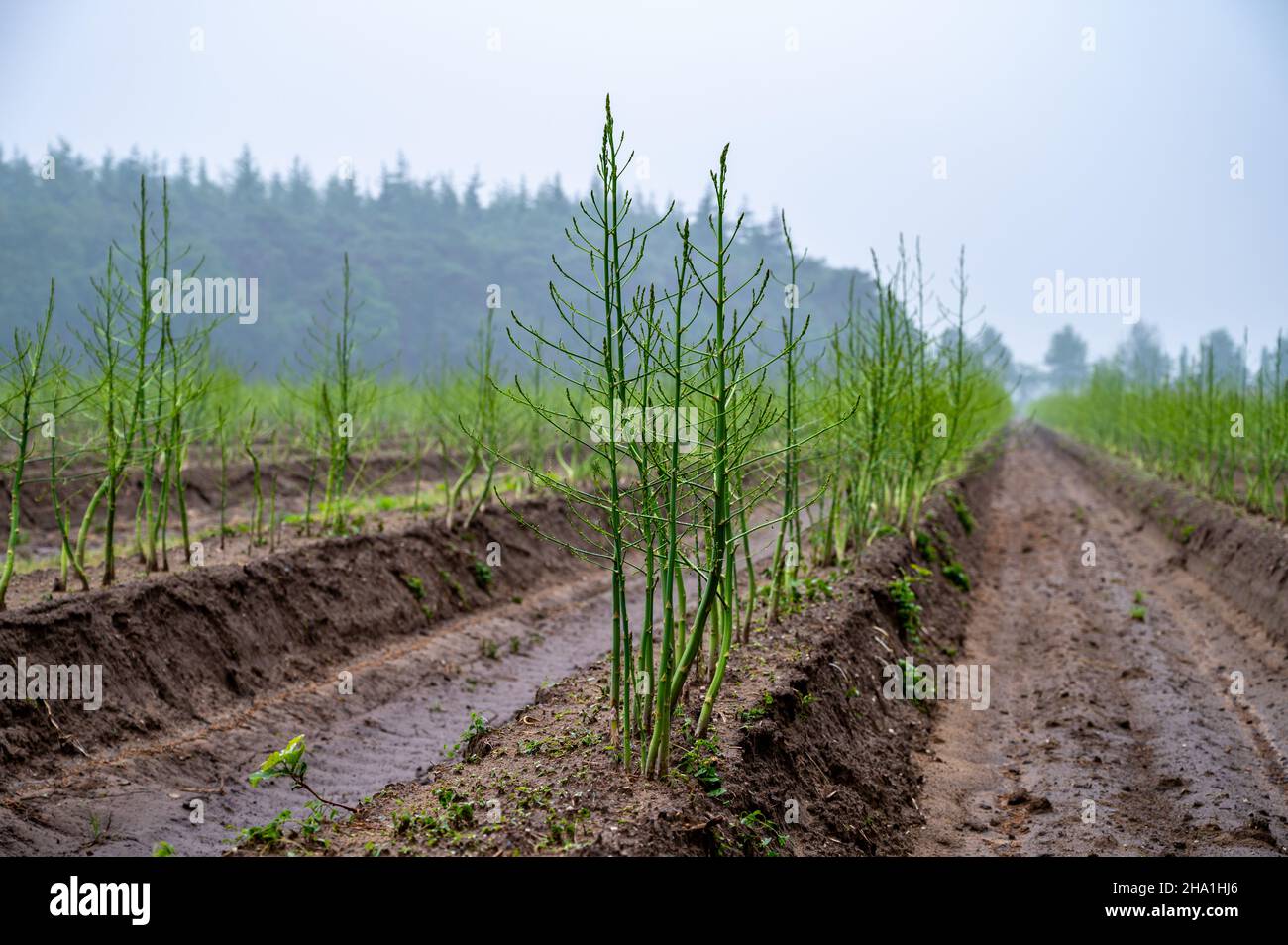 Growing cycle of white asparagus plants in summer, green plants Stock