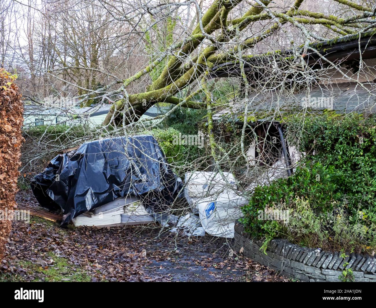 Trees blown over by Storm Arwen onto a house in Bowness on Windermere