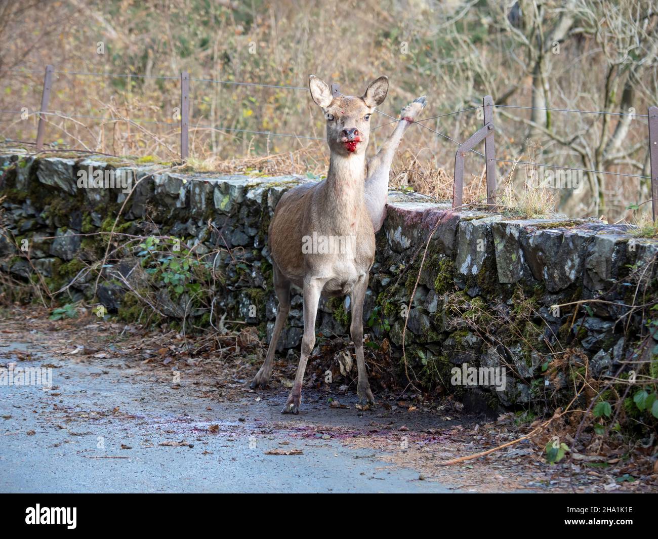 A Red Deer with its rear leg caught between two wires on a wall top, after it tried jumping over, Thirlmere, Lake District, UK. Stock Photo
