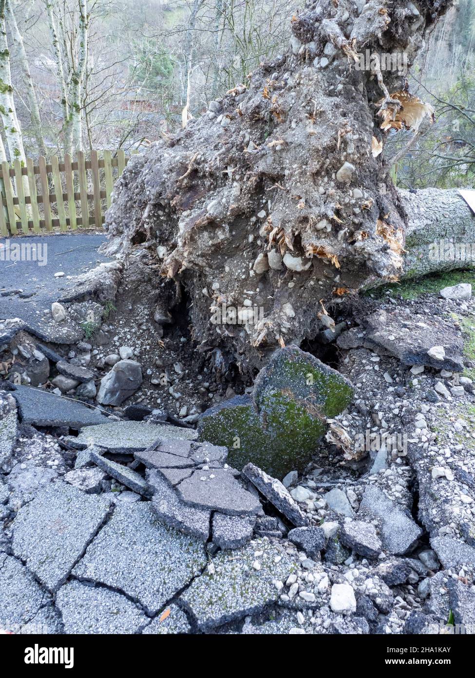 A tree blown over by Storm Arwen at Troutbeck, Lake District, UK. Stock Photo