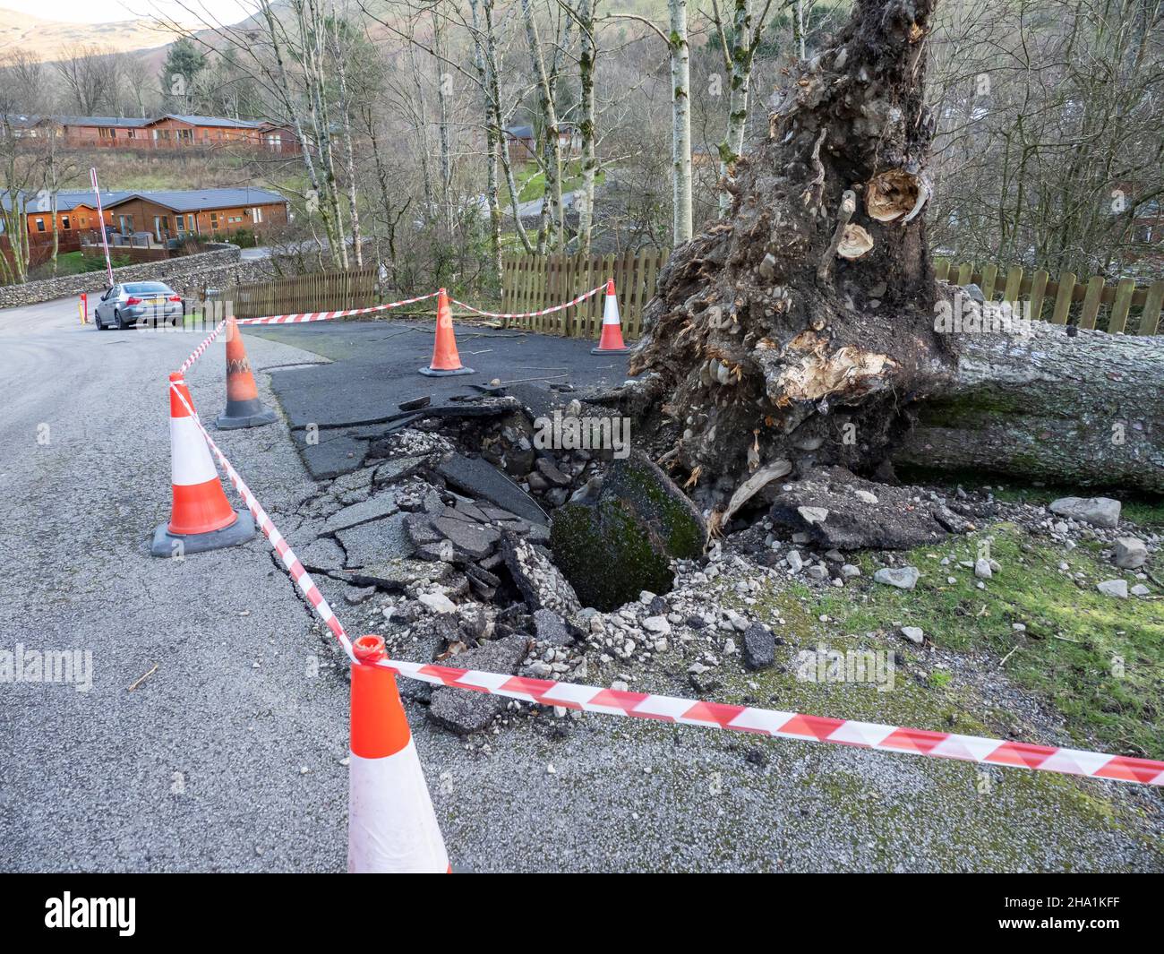 A tree blown over by Storm Arwen at Troutbeck, Lake District, UK Stock