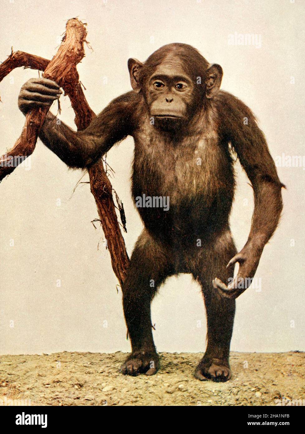 Chimpanzee - one sixth life size, circa 1899 Stock Photo - Alamy