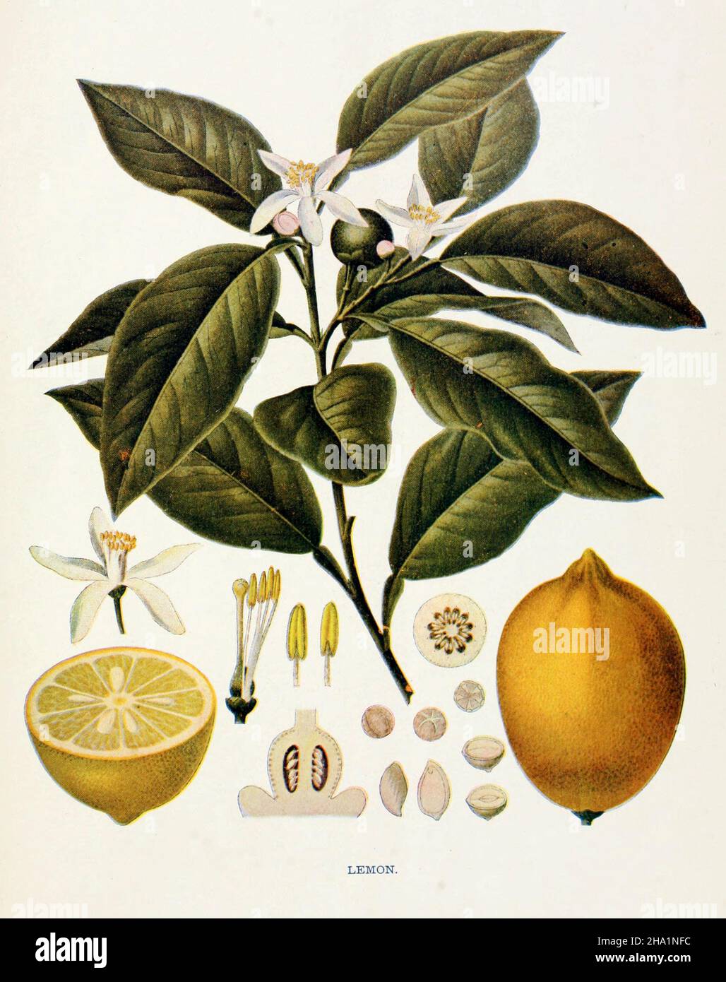 Illustration of Lemon, Cut Lemon, and Lemon tree Stock Photo