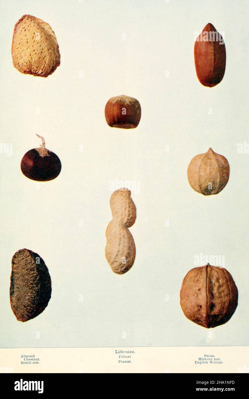 Illustration of nuts Almond, Chestnut, Brazil Nut, Filbert, Peanut