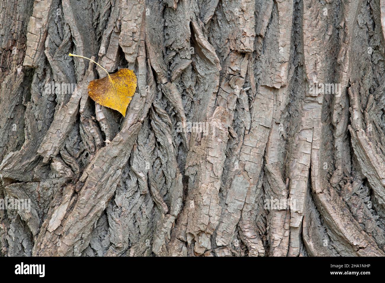 Leaf and Bark of  Eastern cottonwood (Populus deltoides), E USA, by Dominique Braud/Dembinsky Photo Assoc Stock Photo