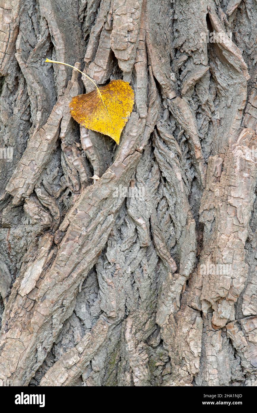 Leaf and bark of  Eastern cottonwood (Populus deltoides), E USA, by Dominique Braud/Dembinsky Photo Assoc Stock Photo