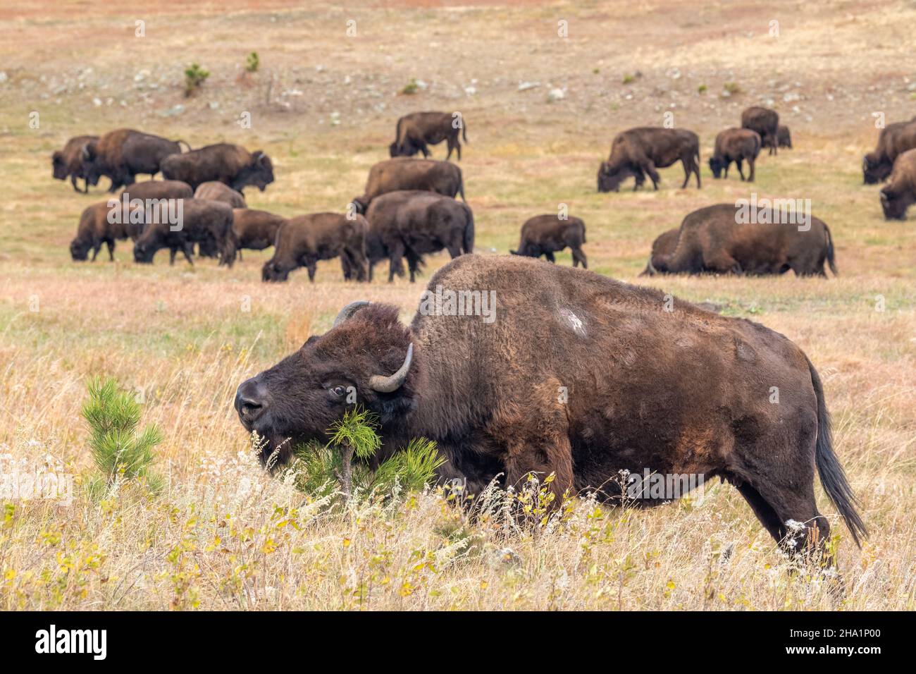 Bison (Bison bison) rubbing a head on a pine sapling. Custer SP, South Dakota, late Fall, USA