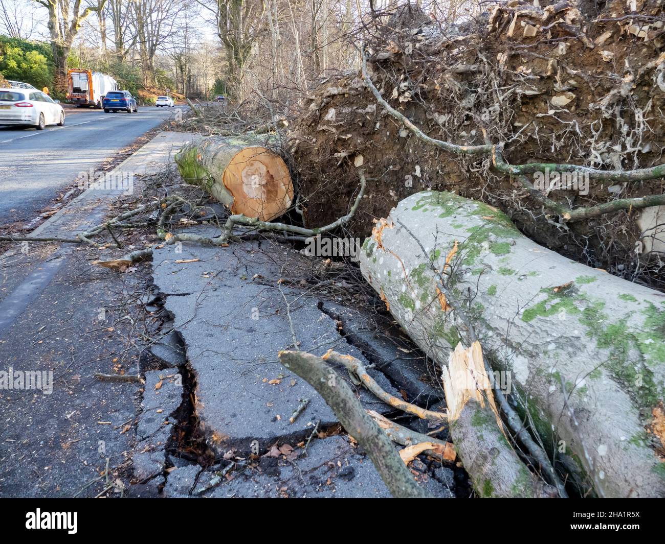 Roadside Beech Trees blown over by Storm Arwen near Ambleside, Lake