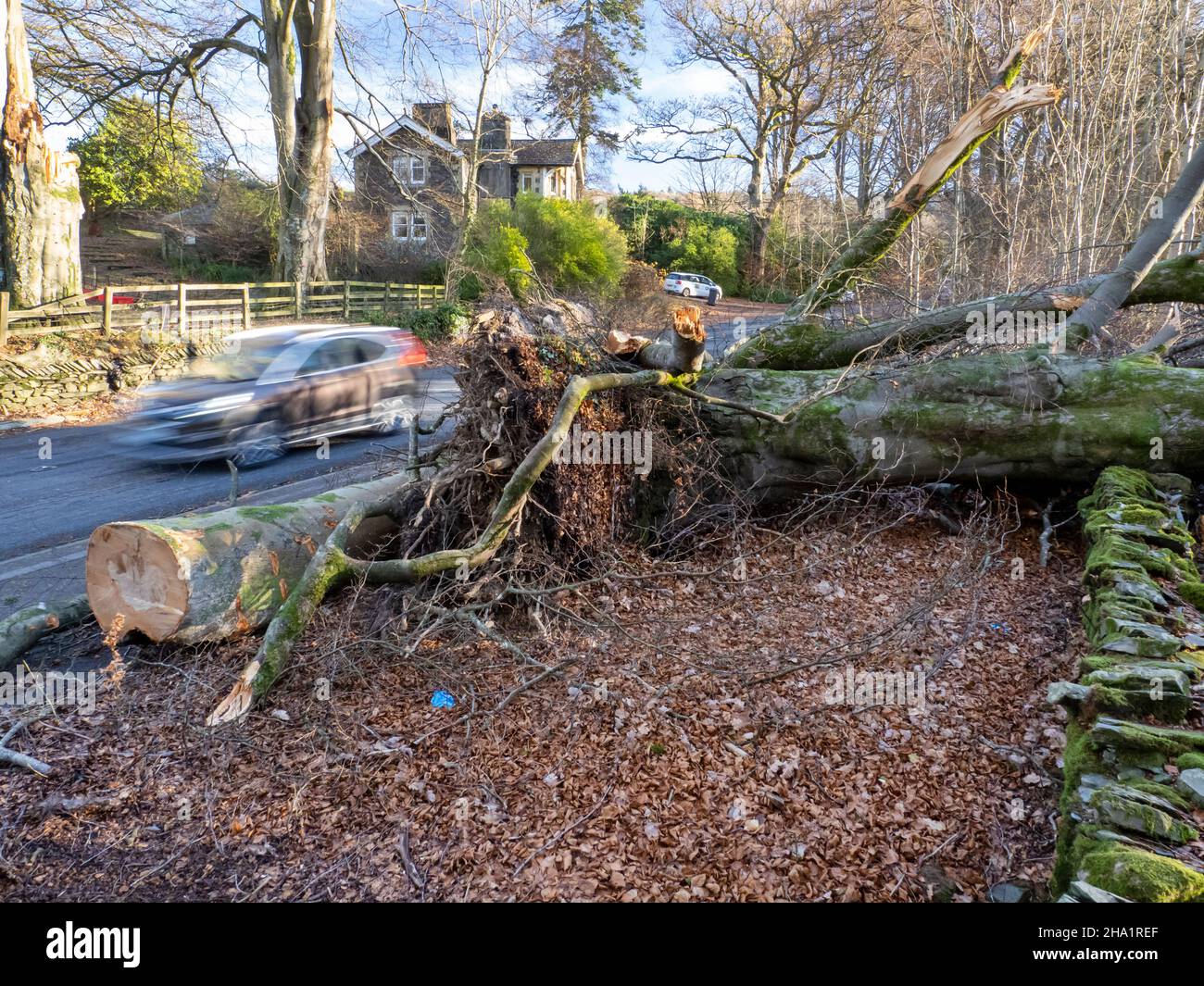 Roadside Beech Trees blown over by Storm Arwen near Ambleside, Lake