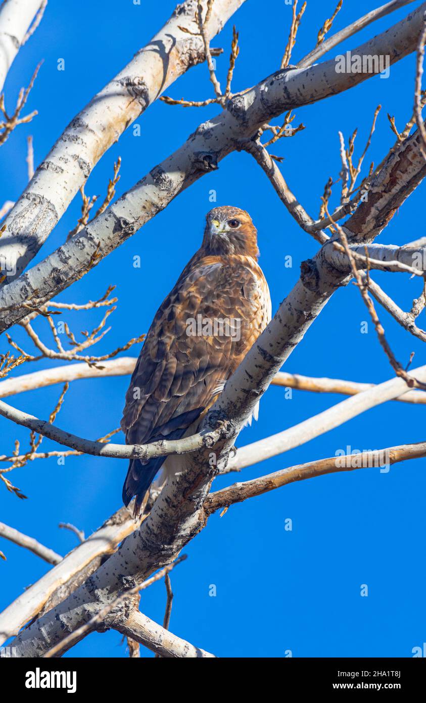 Red tail or Red-tailed Hawk (Buteo jamaicensis) perched in Plains Cottonwood Tree, Castle Rock Colorado USA. Photo was taken in December. Stock Photo