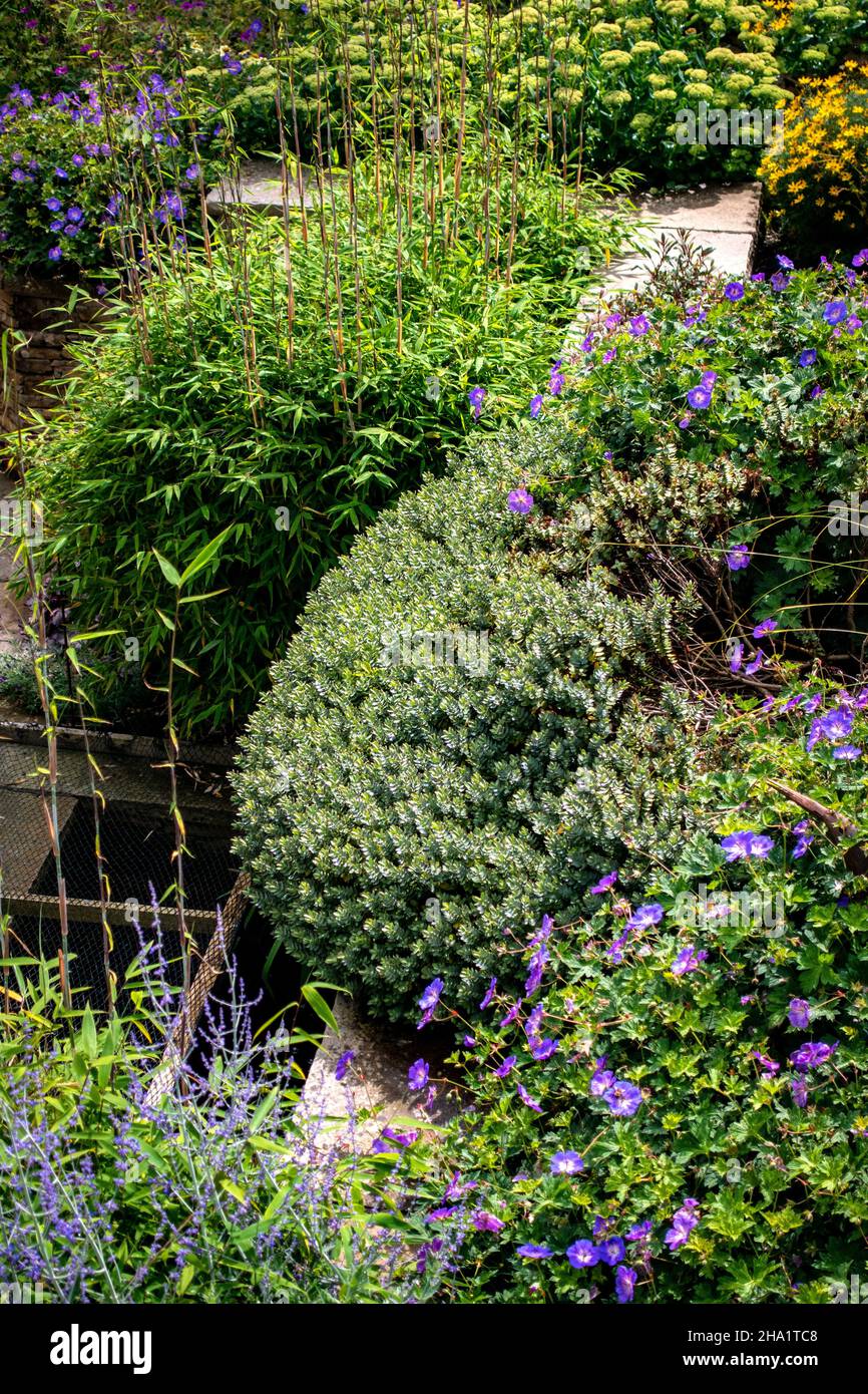 Hardy geranium garden plants in domestic home garden Stock Photo
