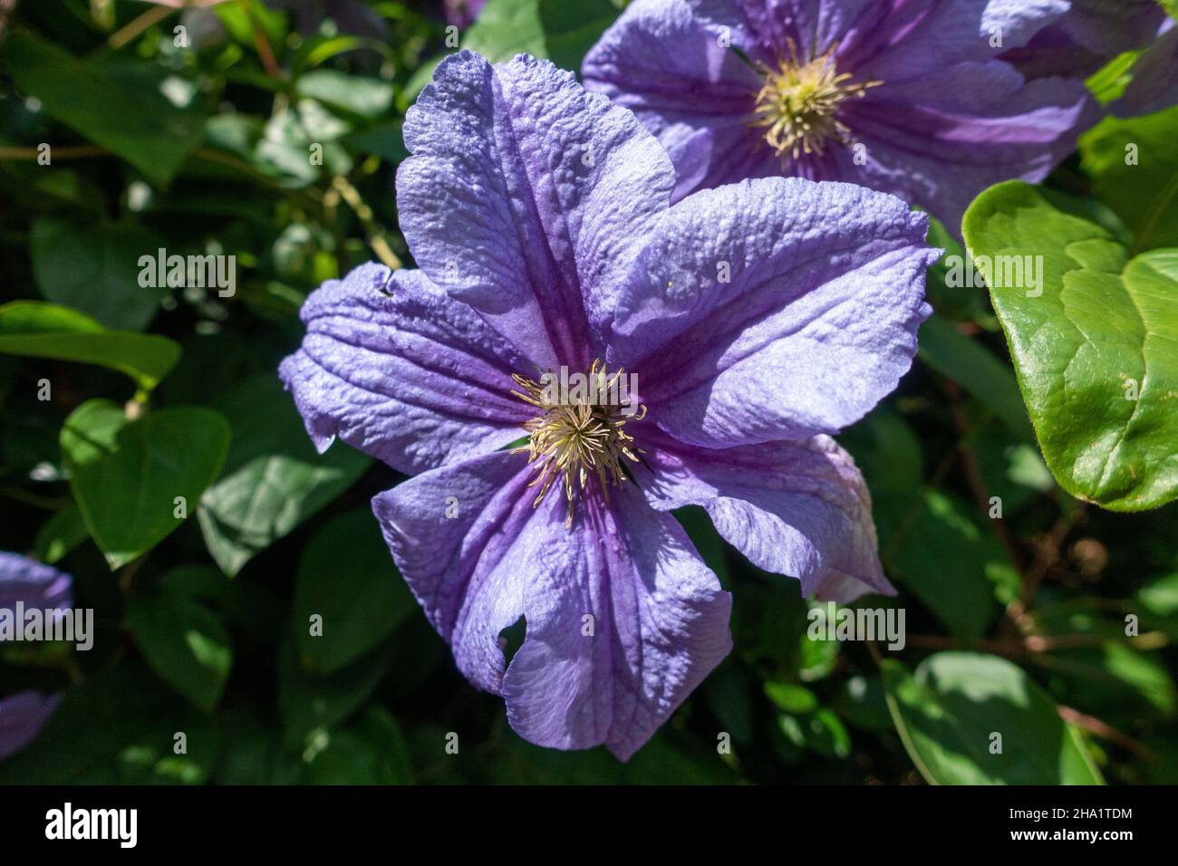 Italian leather flower, purple clematis Stock Photo