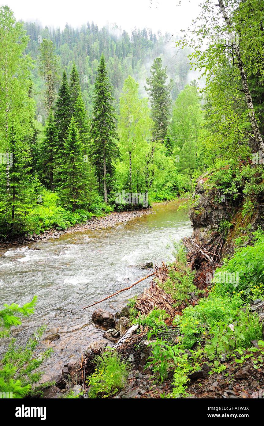 A stormy stream of a small mountain river flowing through a coniferous ...