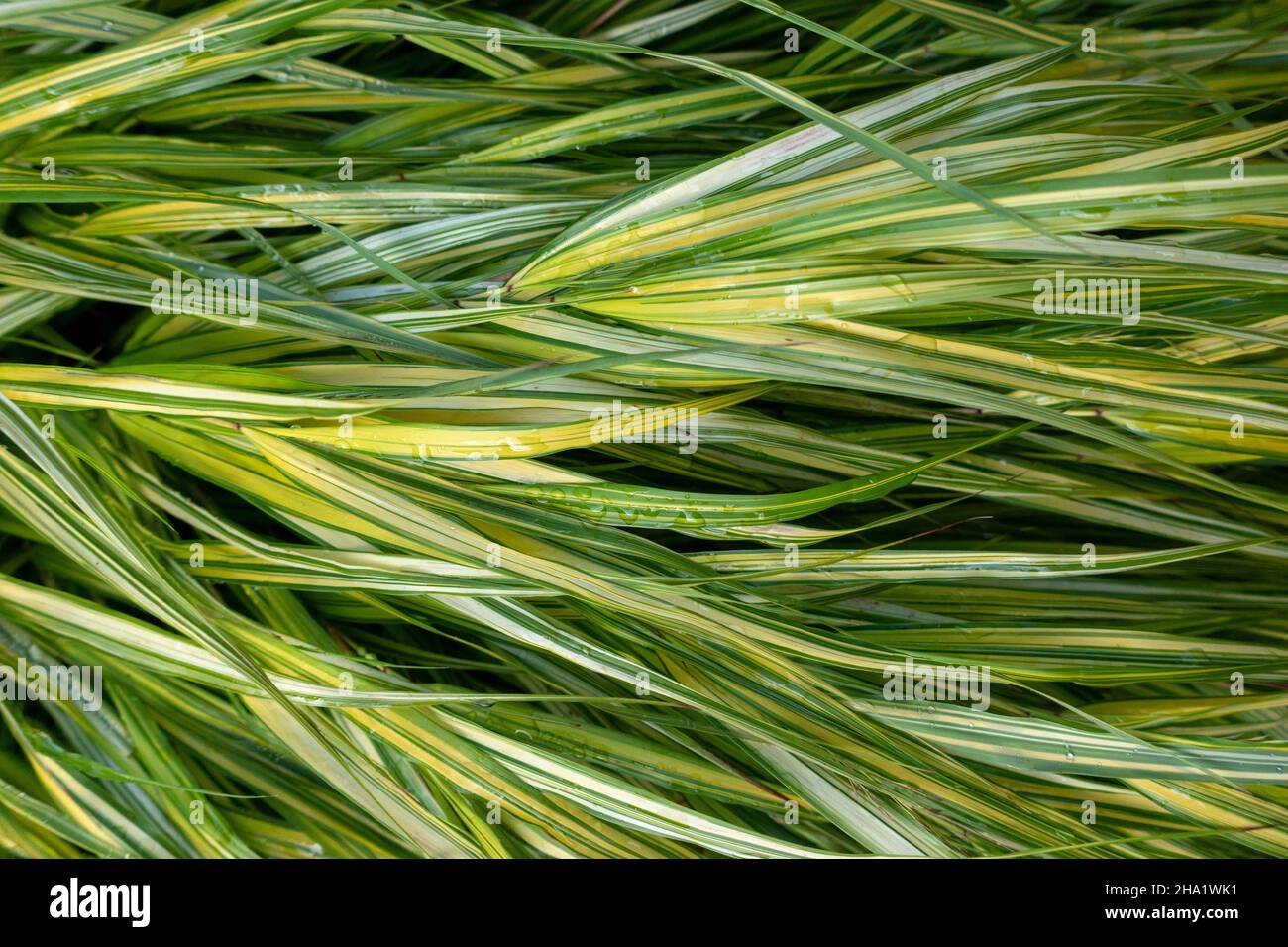 Garden Tape Grass plant Stock Photo Alamy