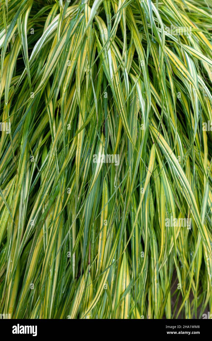 Garden Tape Grass plant Stock Photo Alamy