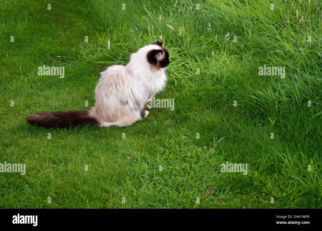 Brown and white cat called Alfie Stock Photo Alamy