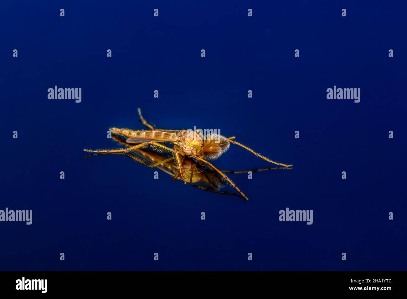 male Chironomidae - no-biting midge on dark blue background. Highly detailed Stock Photo