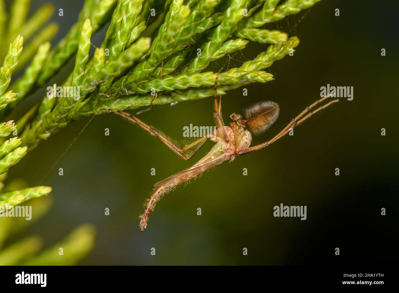 Male Chironomidae -- no-biting midge - hanging upside down from a juniper branch Stock Photo