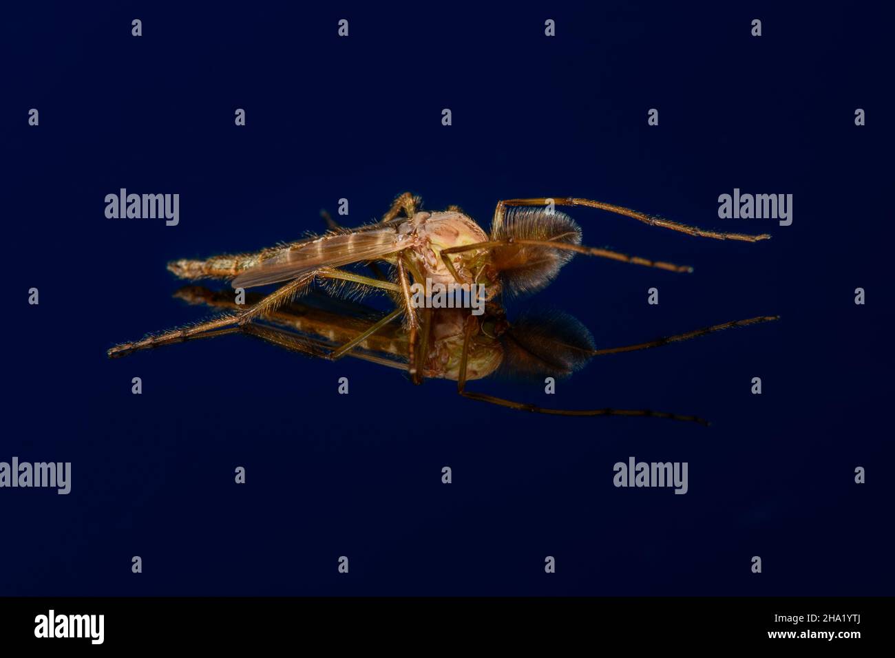 Male Chironomidae - no-biting midge on dark blue background. Highly detailed Stock Photo