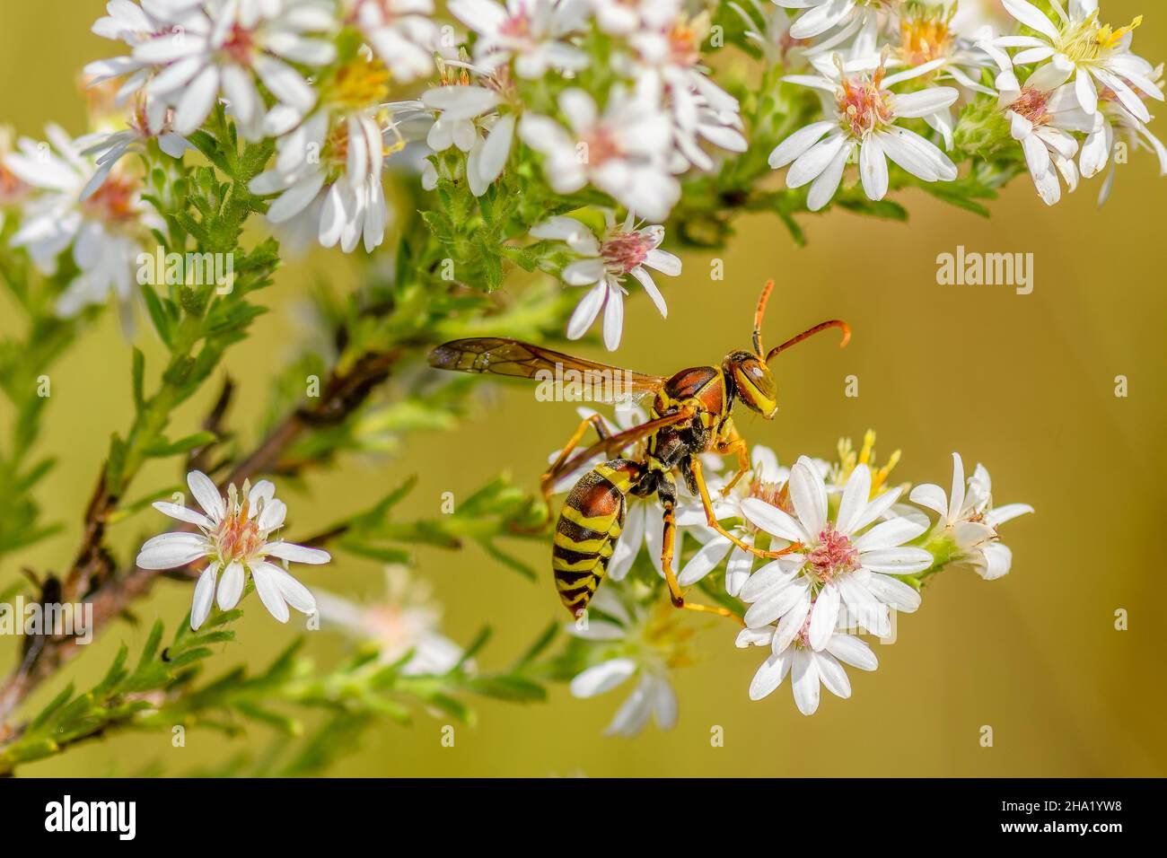 A Paper Wasp - Polistes dorsalis - on Heath Aster flowers - Symphyotrichum ericoides - gathering nector Stock Photo