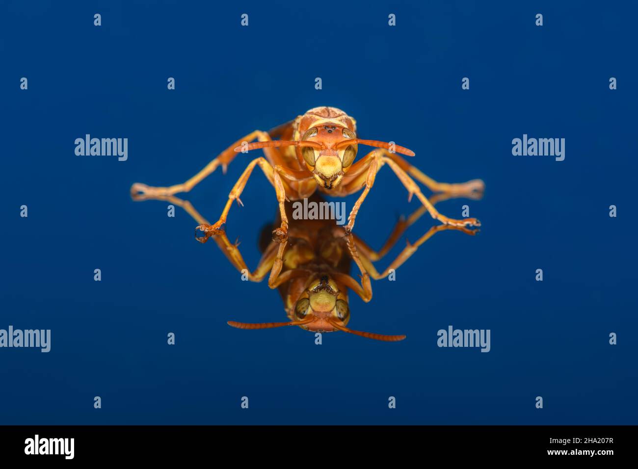 Texas Paper Wasp Polistes apachus - Apache Paper Wasp - on dark blue background. Close-up detailed macro front face, eyes and antenna Stock Photo
