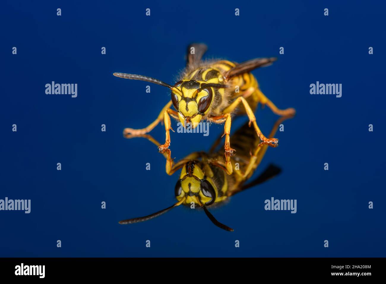 Vespula squamosa, the southern yellowjacket, on dark blue background. Detailed few of face and mandibles Stock Photo