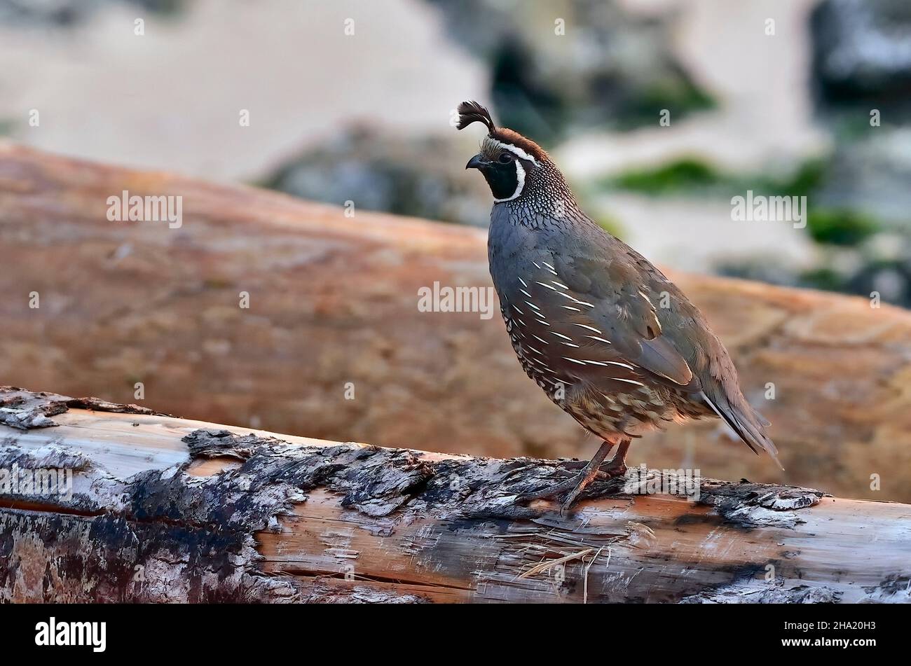 An adult male California Quail 'Callipepla californica', perched on a log that had drifted in on the beach in the morning light on Vancouver Island Br Stock Photo