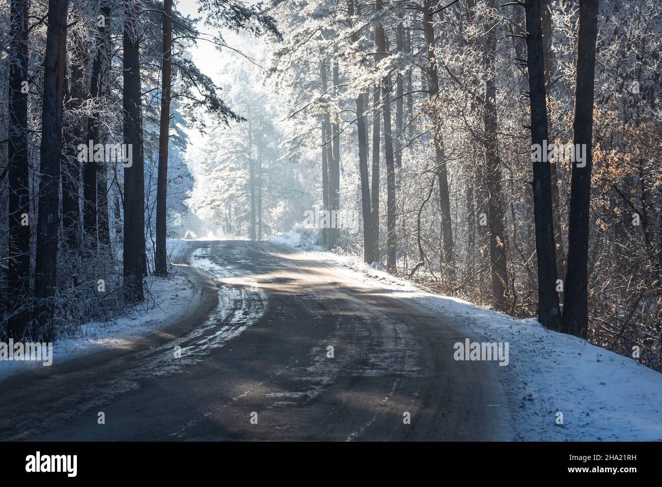 Amazing winter view with asphalt road through a snowy forest with tall ...