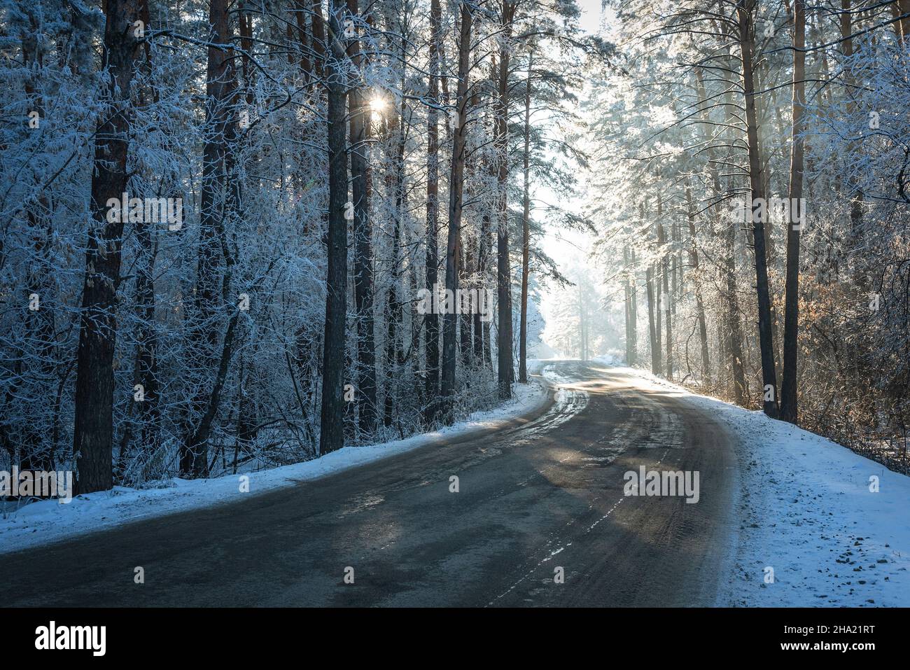 Amazing winter view with asphalt road through a snowy forest with tall ...