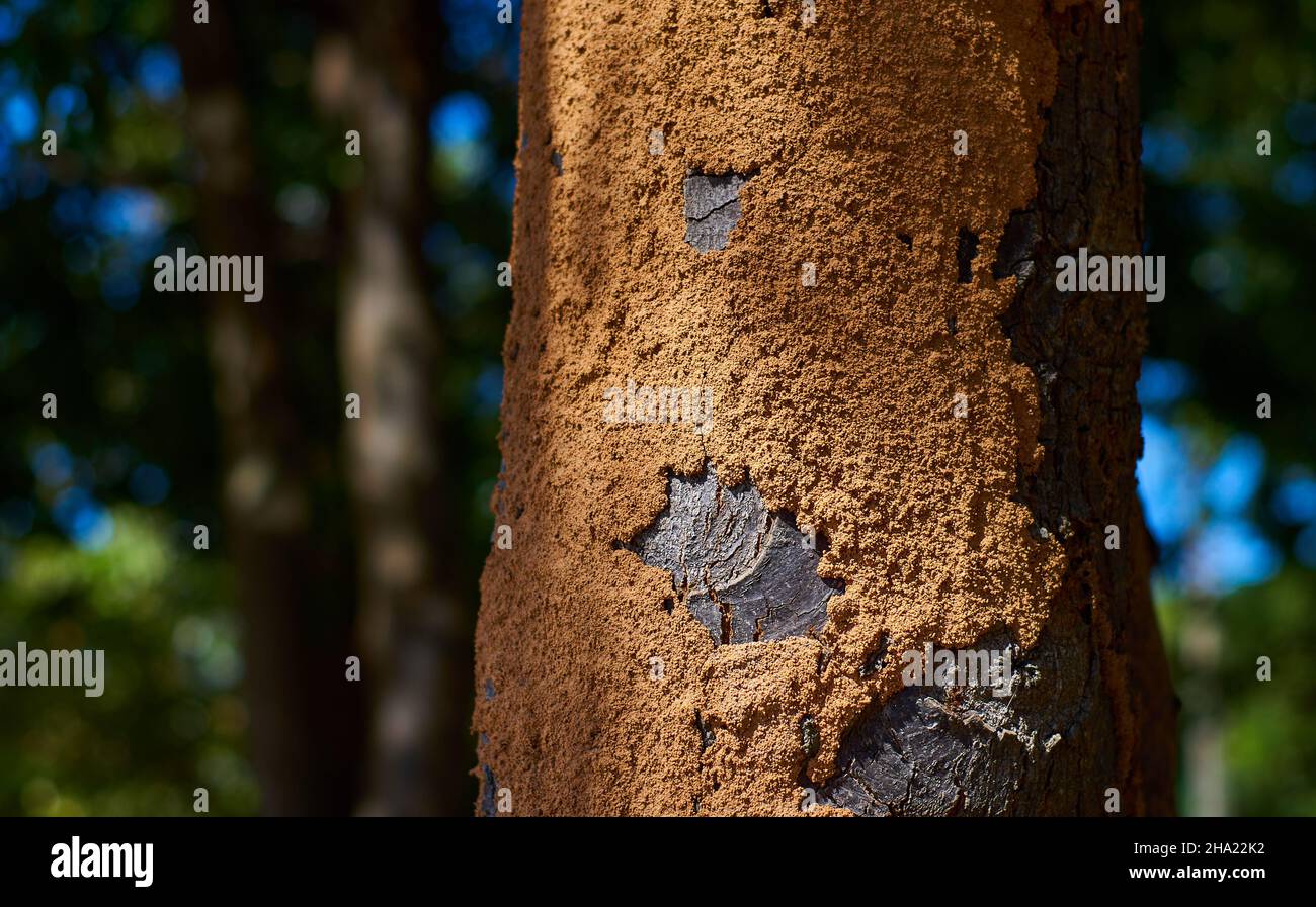 Muddy soil from termites on trees trunk Stock Photo