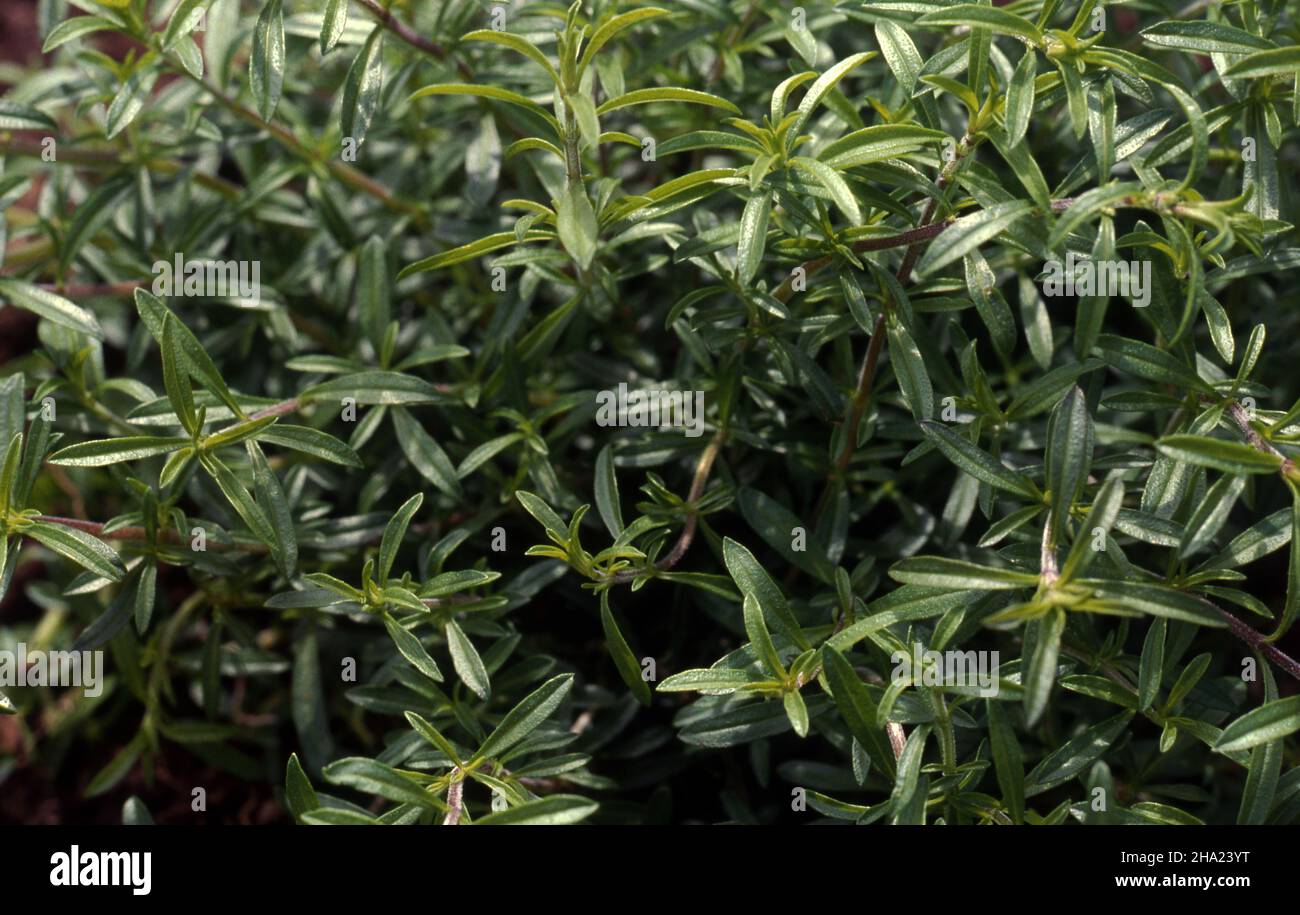 SAVORY (WINTER) SATUREJA MONTANA Stock Photo Alamy