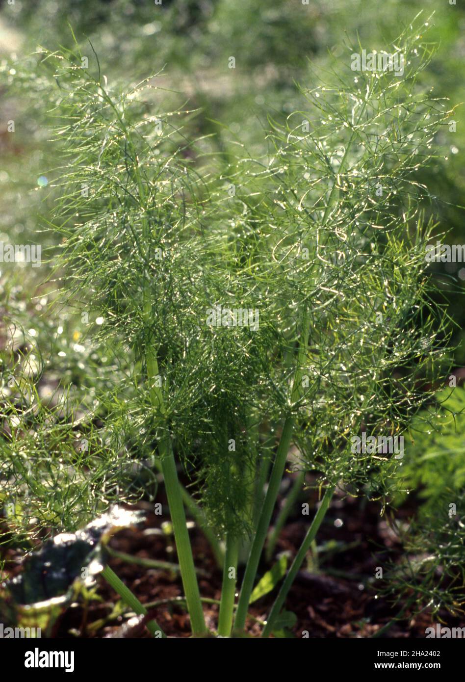 Florence fennel garden hires stock photography and images Alamy