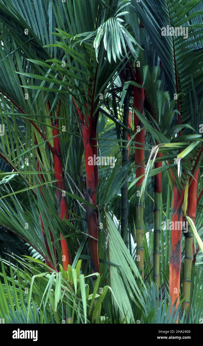 CYRTOSTACHYS RENDA PALM, KNOWN BY THE COMMON NAMES RED SEALING WAX OR LIPSTICK PALM. Stock Photo