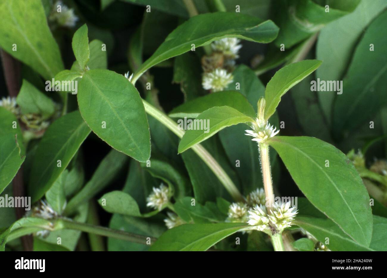 Alternanthera sessilis is an aquatic plant known by several common names, including Matikaduri, Mukunuwenna, sessile joyweed and dwarf copperleaf. Stock Photo