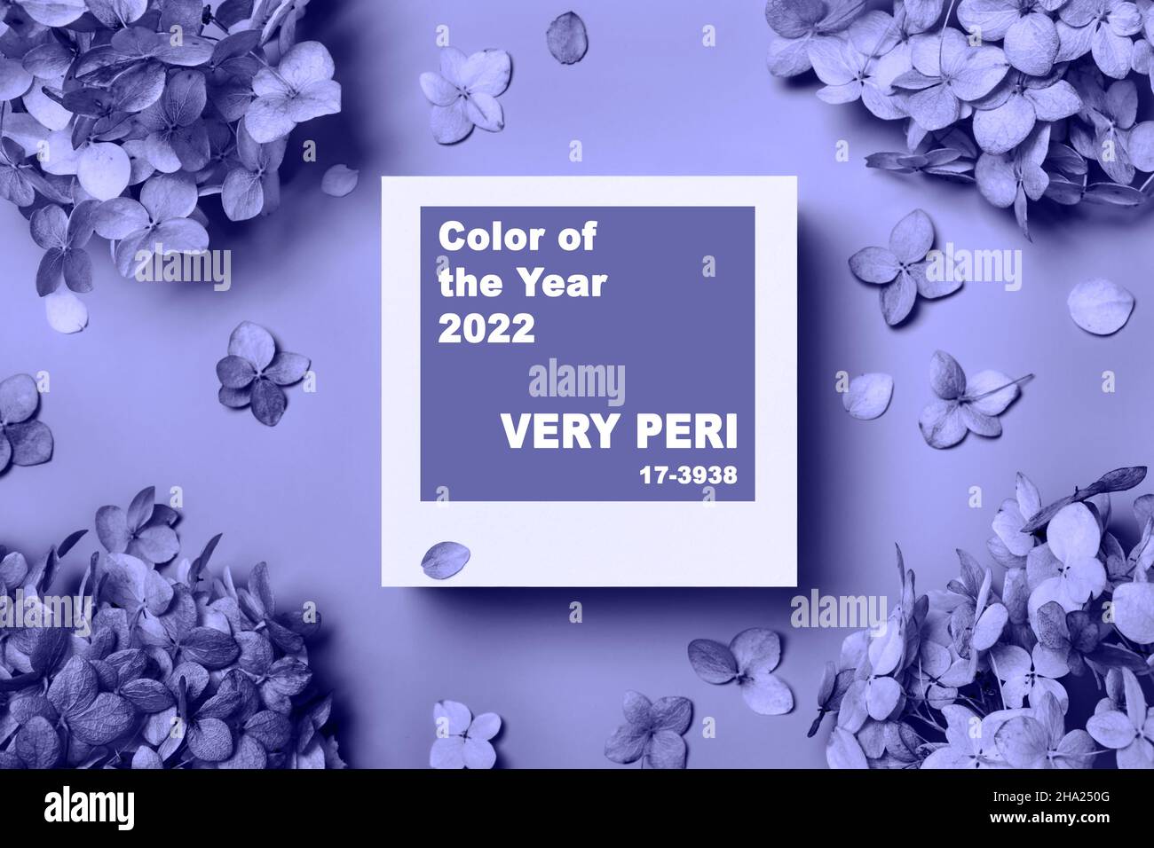 Trendy Color of year 2022. Arrangement of square and dried flowers on violet background. Color