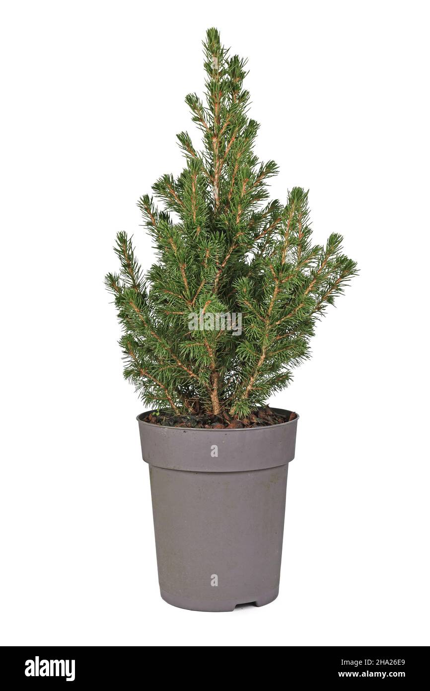 Small 'Picea Glauca' spruce tree in pot on white background Stock Photo