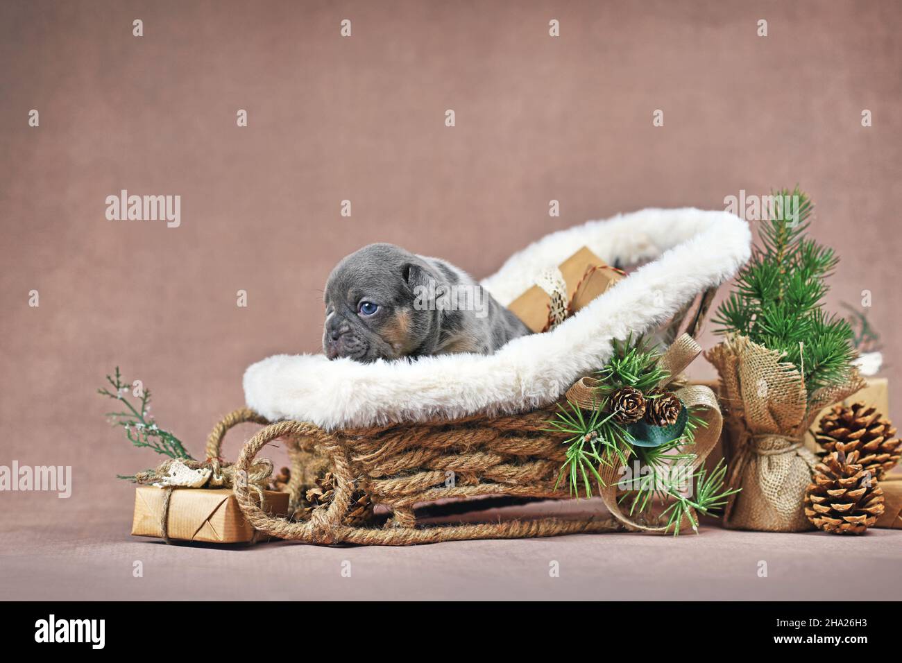 Blue tan French Bulldog dog puppy in Christmas sleigh carriage surrounded by seasonal decoration in front of rown wall Stock Photo