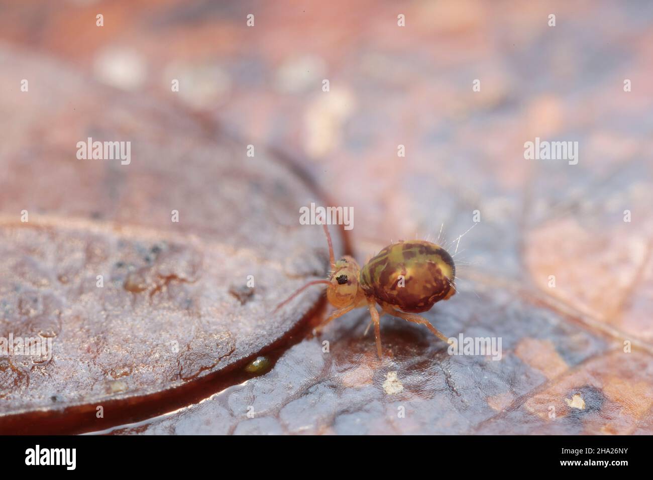 Globular springtail Dicyrtomina ornata or fusca in very close view Stock Photo