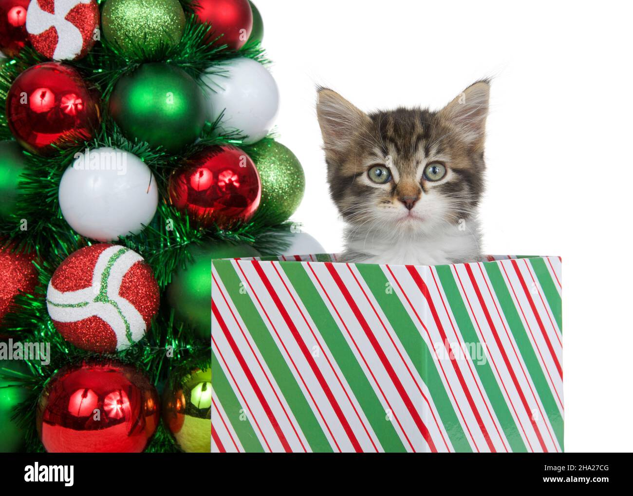 Adorable grey and white tabby kitten peeking out of a striped Christmas