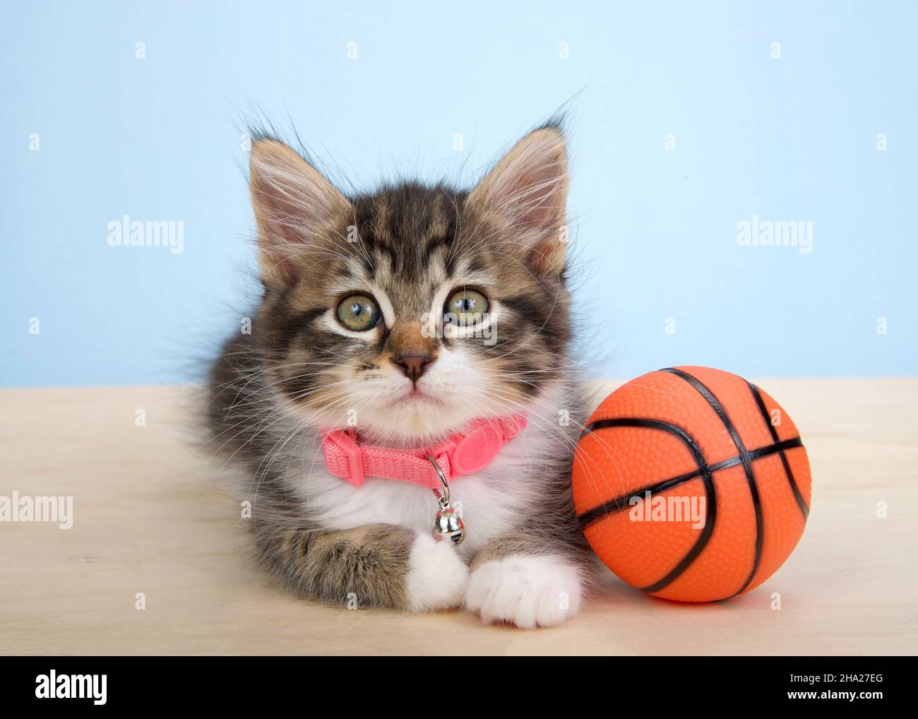 Adorable grey and white polydactyl kitten wearing a pink collar laying on a wood floor next to tiny sized basketball, on blue background. Animal antic Stock Photo