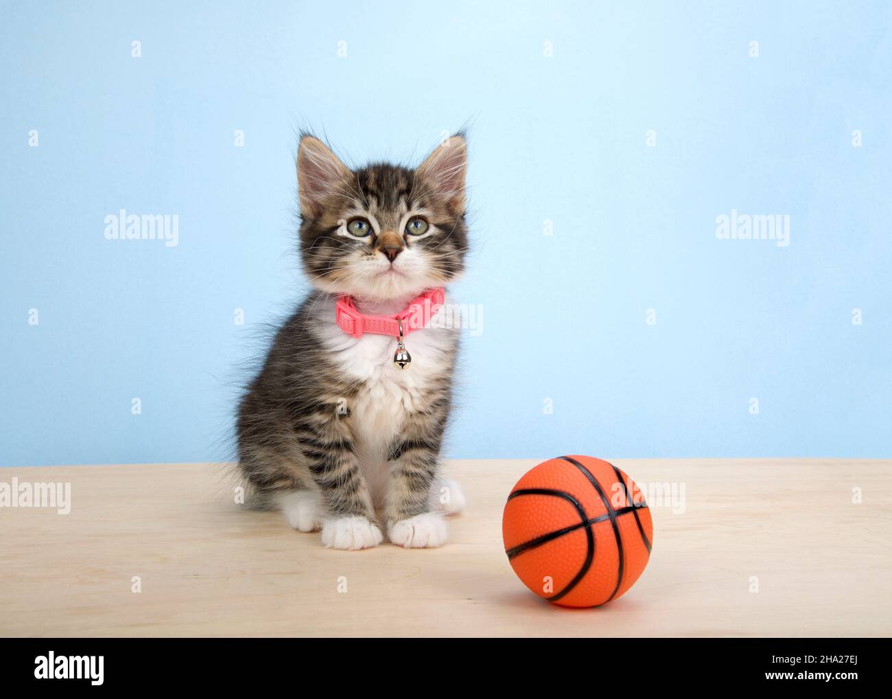 Adorable grey and white polydactyl kitten wearing a pink collar sitting on a wood floor next to tiny sized basketball, on blue background. Animal anti Stock Photo