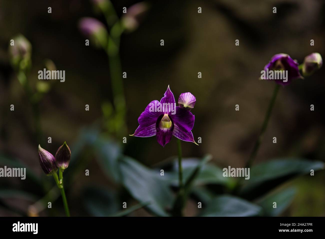 Botanic Garden at Singapore containing exotic orchids and flowers. Different types of orchids that live in tropical country. Stock Photo