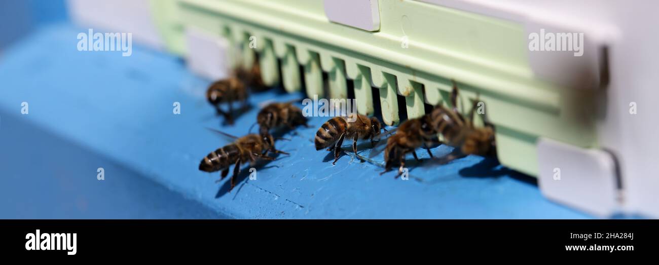 Honey bees swarm and fly around their hive closeup Stock Photo - Alamy