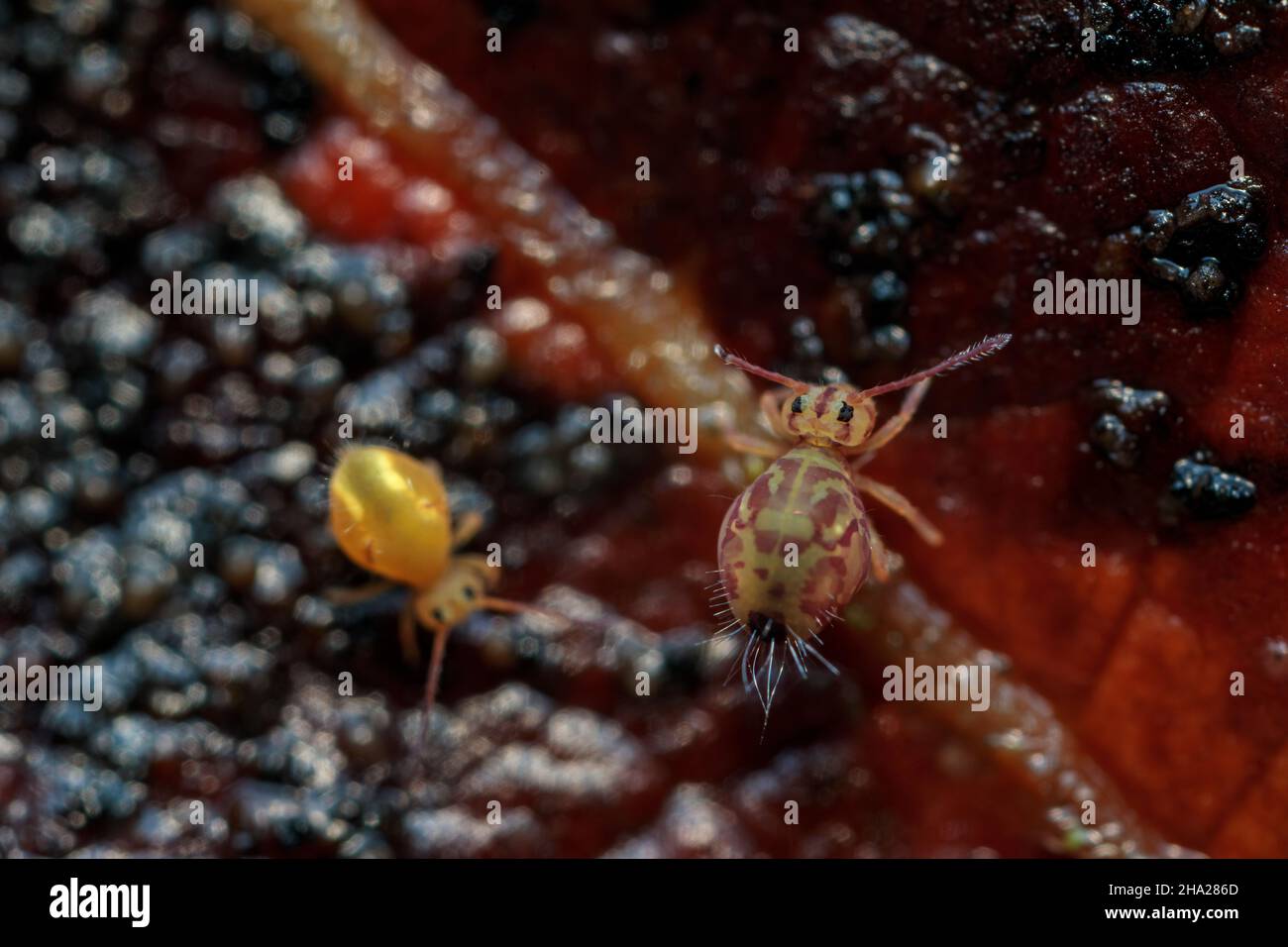 Globular springtail Dicyrtomina ornata or fusca in very close view ...