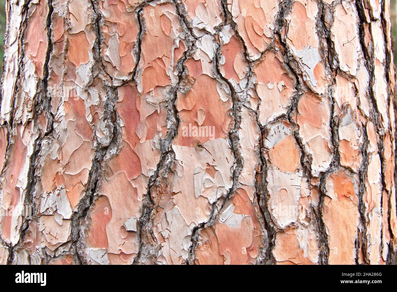 Close up of texture on trunk of a Ponderosa Pine tree in California